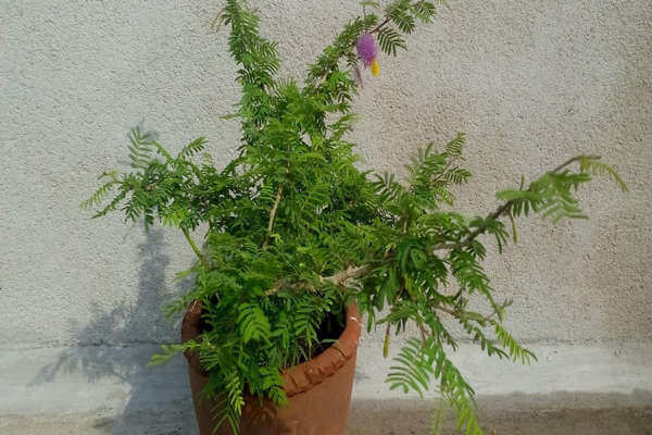 Benefits of planting Shami plant at home.