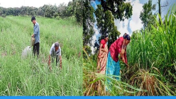 Cultivation of lemongrass