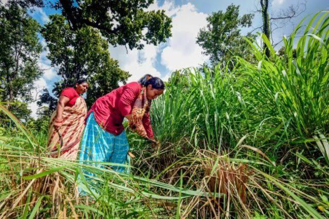 Cultivation of lemongrass