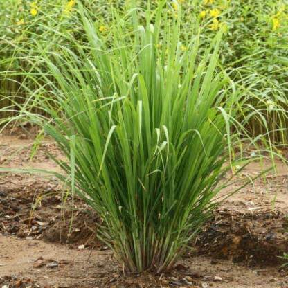 Cultivation of lemongrass