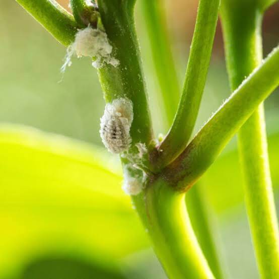 Tips to get rid of white bugs in chilli plant