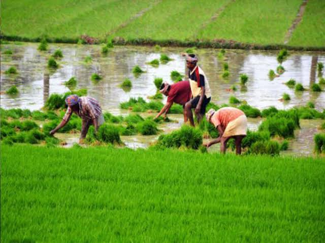 Software engineer Rakesh Kumar Mahanti left the job of TCS to do farming