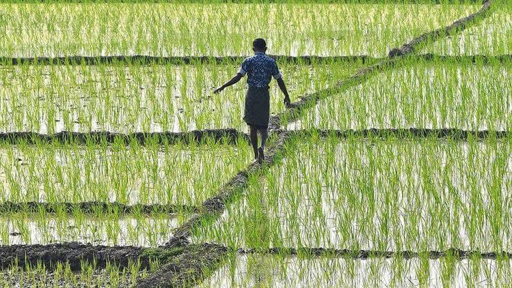 Software engineer Rakesh Kumar Mahanti left the job of TCS to do farming