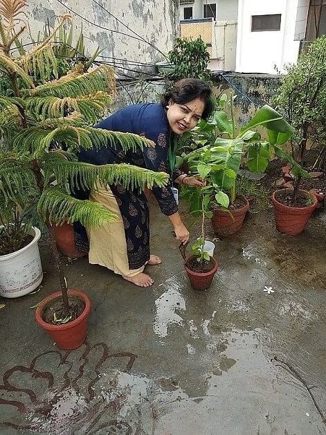 tips to grow amla plant at home