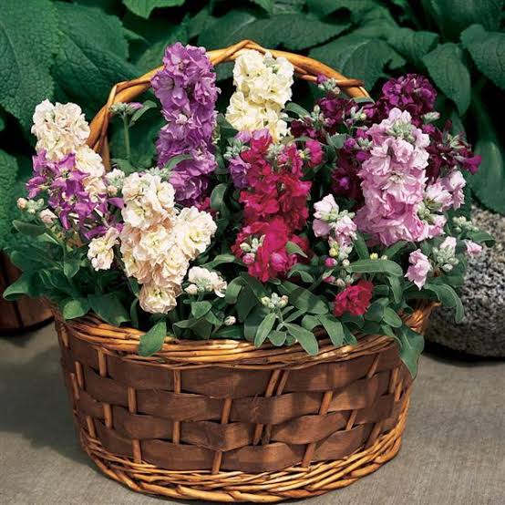 Decorate home with flowers in the winter season