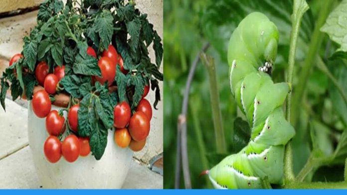 tips to protect tomato plants from insects