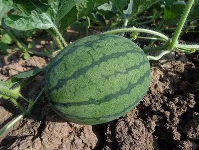 grow watermelon at home