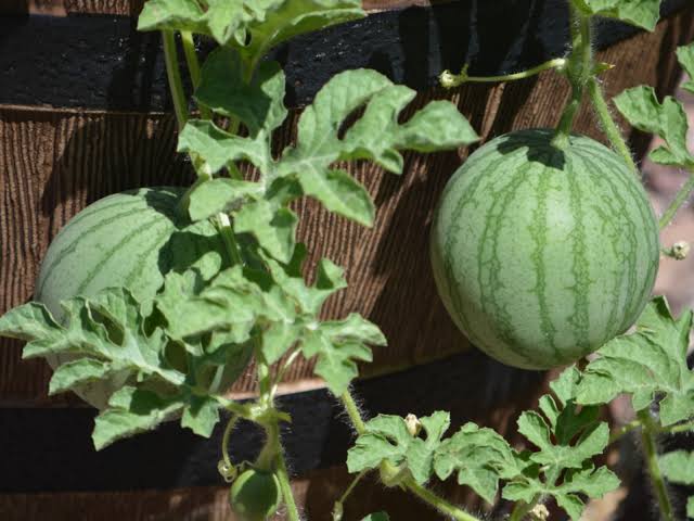 grow watermelon at home