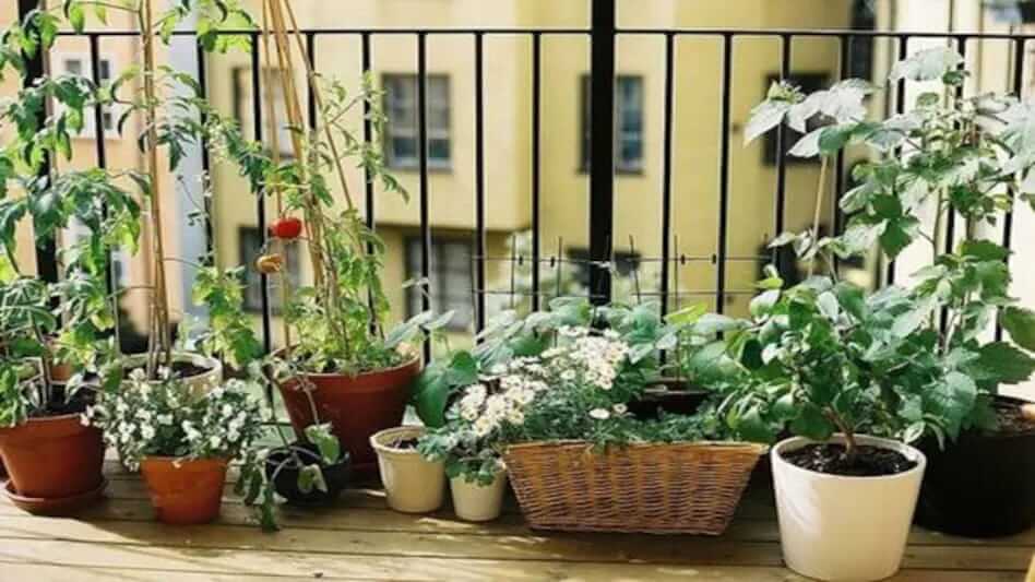 How to improve your mistakes during growing plants in Balcony