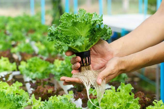 Sandeep Kannan from Tirupati is growing vegetables through hydroponic farming