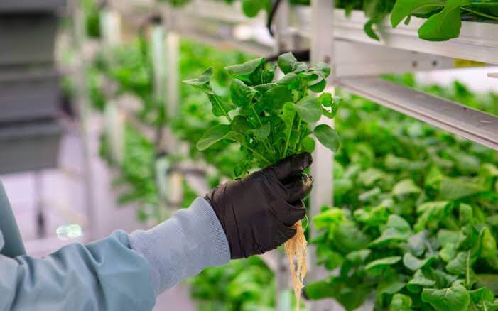 Sandeep Kannan from Tirupati is growing vegetables through hydroponic farming