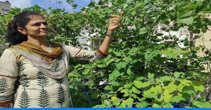 Surat woman Growing 35 types of vegetables at her terrace kitchen garden
