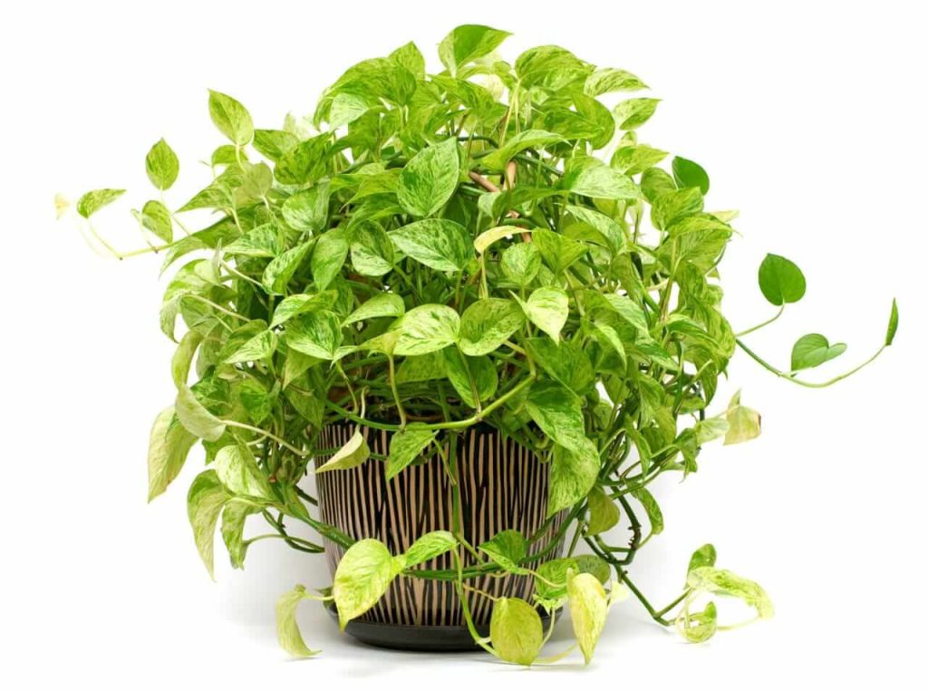How to grow indoor plants