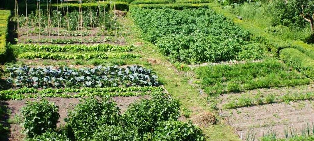 Start Kitchen Garden and grow organic vegetables