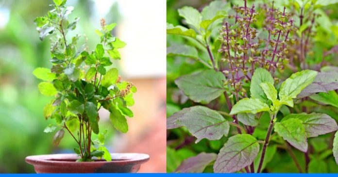 Save Tulsi Plant to follow these tips