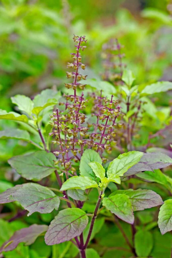 use of Basil leaves for headache