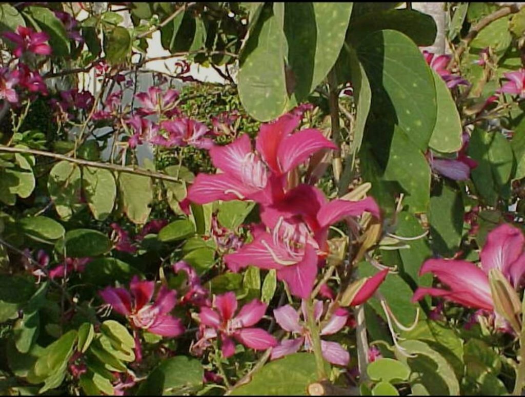 15 Indian flowering trees