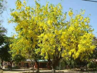 15 Indian flowering trees