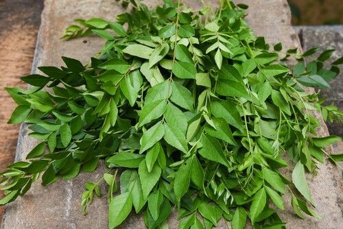 Curry leaves remove these five body problems