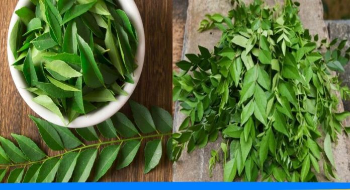 Curry leaves remove these five body problems