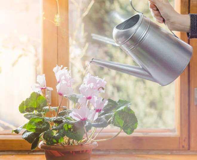 Amazing hacks those prevent your plants to die