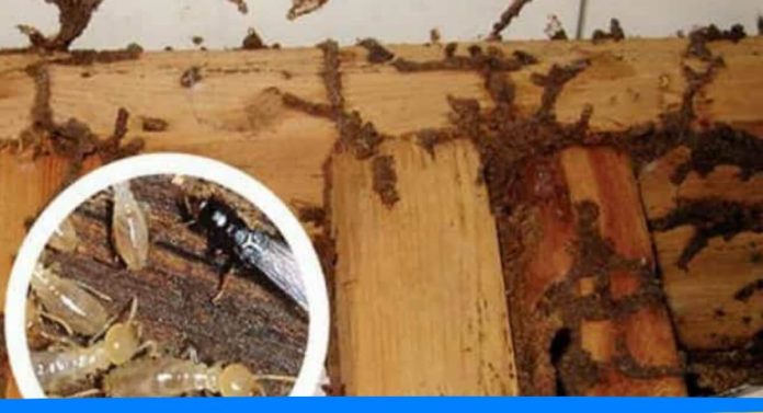 How to keep safe your furnitures from termites