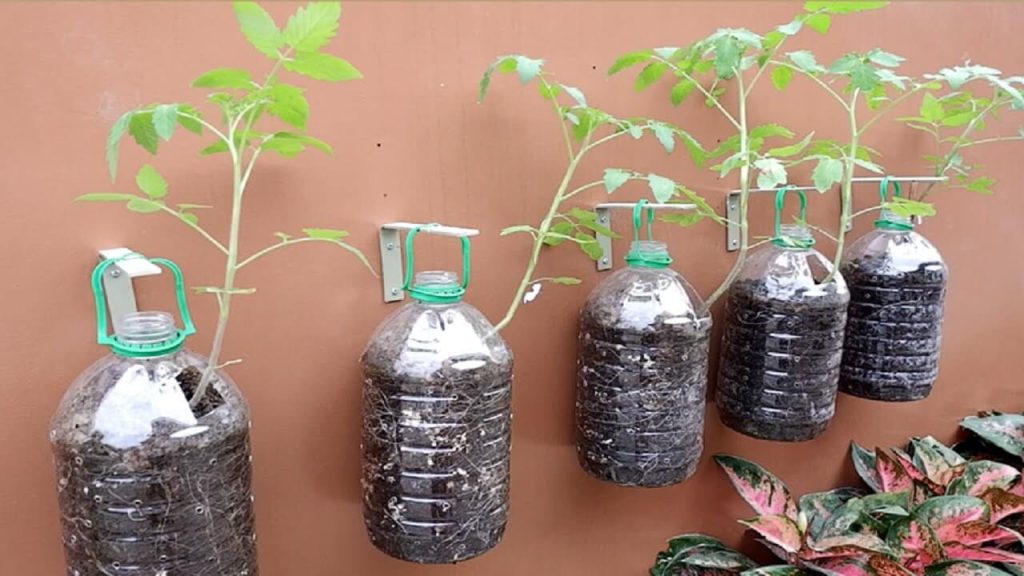 Grow Tomato in bottles