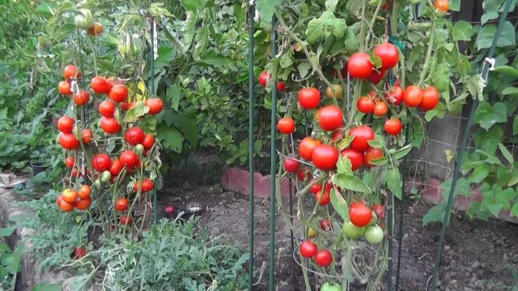 Know its different varieties for tomato cultivation