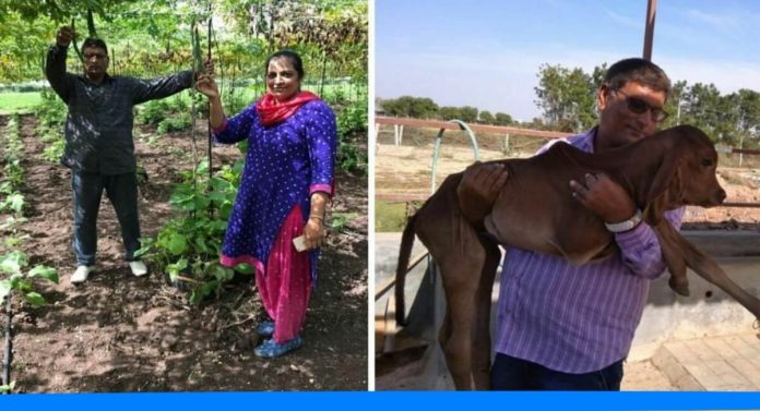 Surat farmer farming through vedic method