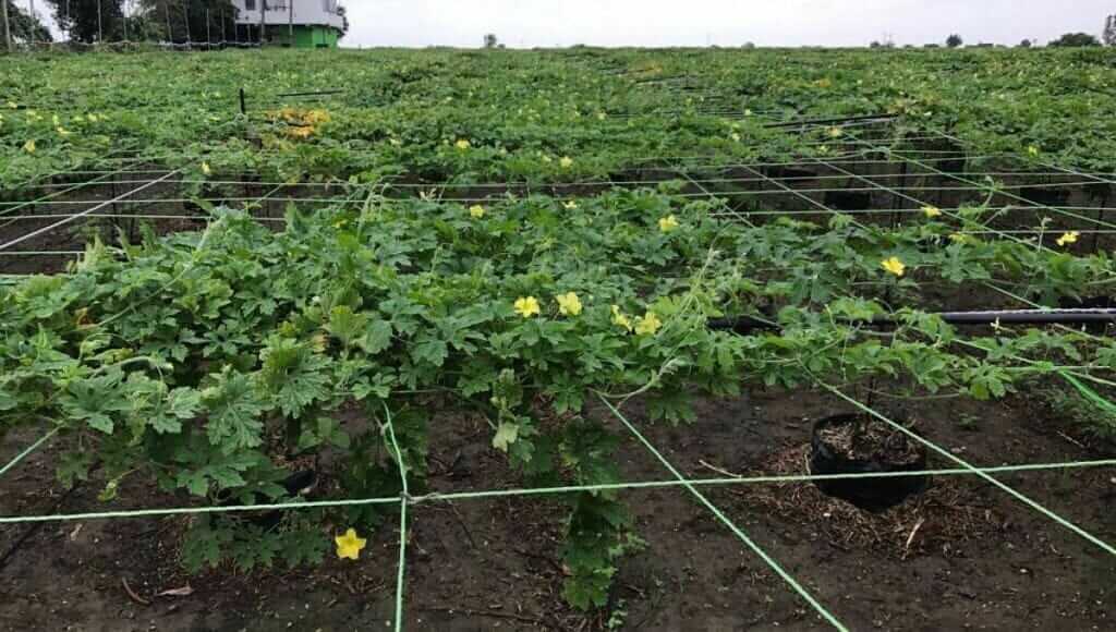 Surat farmer farming through vedic method