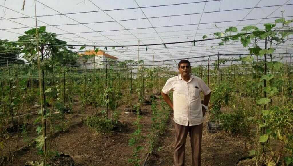 Surat farmer farming through vedic method