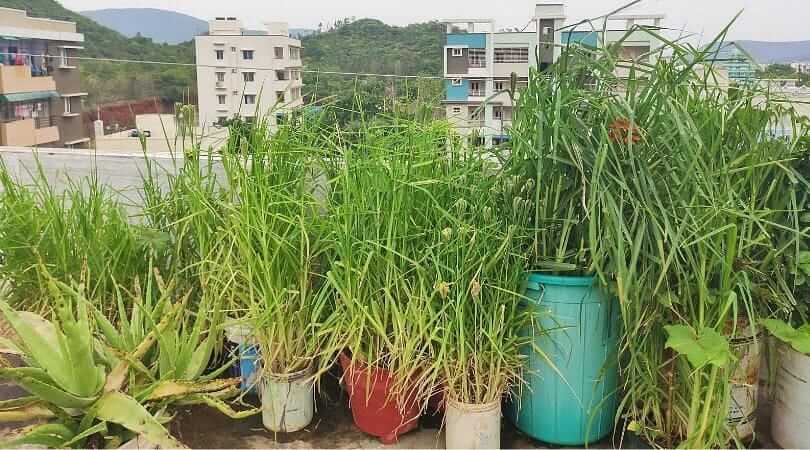 Rachna started terrace gardening and growing vegetables in flowerpot