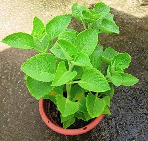 Grow ajwain plant at home