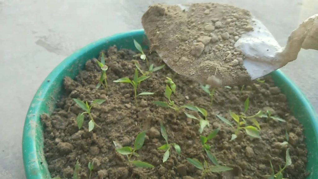 Grow ajwain plant at home