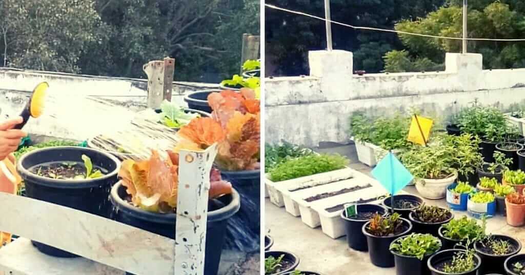 Terrace gardening by Sumati Cheliya