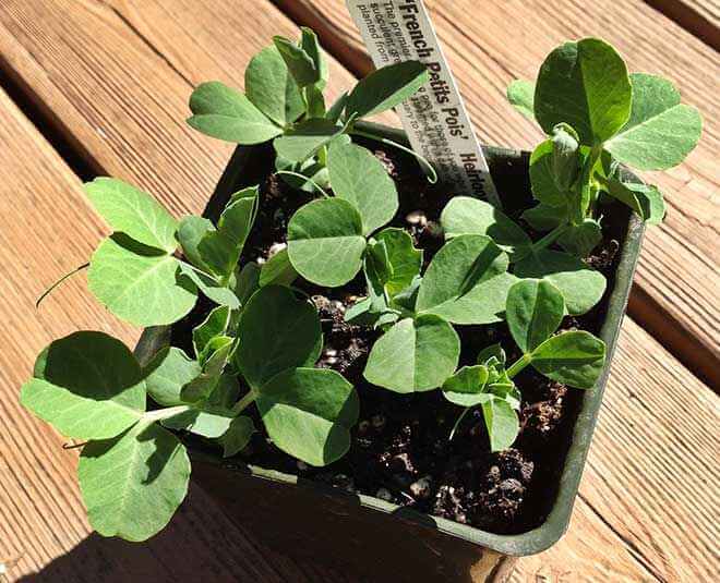 Grow green peas in container at home