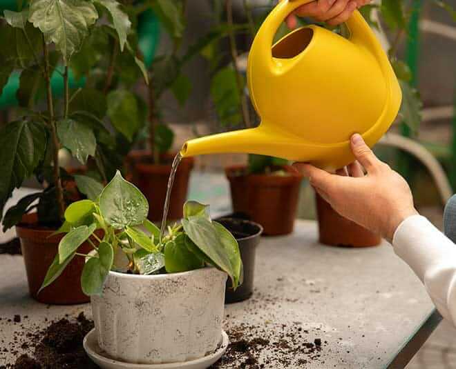 Keep Irrigating The Plant Regularly