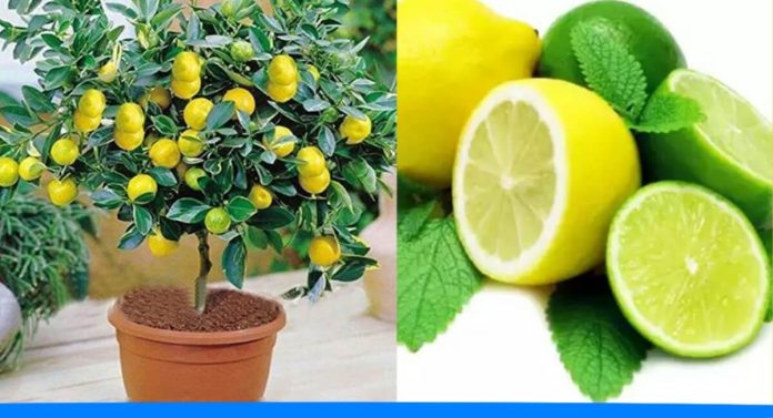 Grow unlimited lemons at home with this one trick