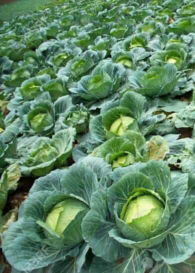 Grow these vegetables in the winter season and earn more profit