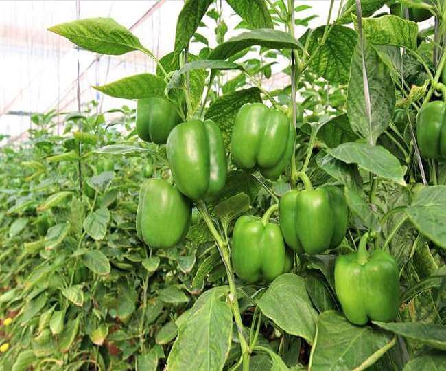 Grow these vegetables in the winter season and earn more profit