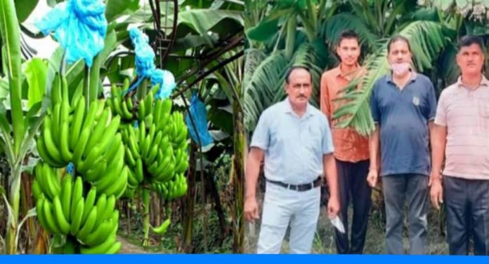 Banana Farming by Rajnish Tyagi