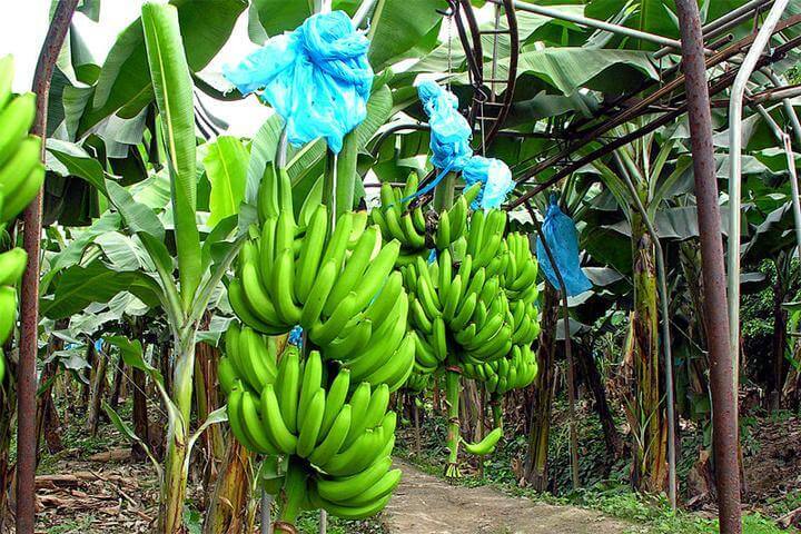 Banana Farming by Rajnish Tyagi