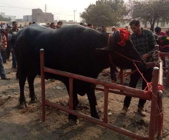 Murra Buffalo Dara Singh's which price is 250 crores