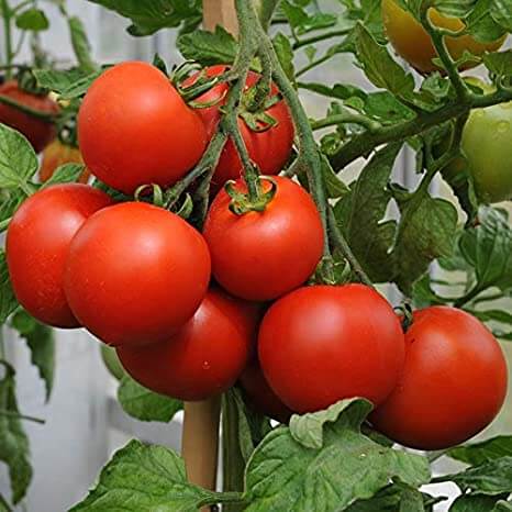 How to grow new plants from kitchen waste vegetables