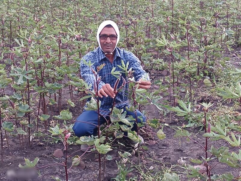 Bopal Farmer growing red Ladyfinger black wheat blue potato