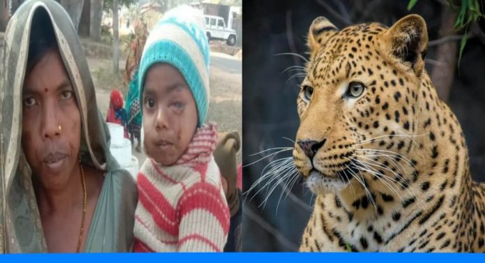 Mother chased leopard fought and rescued her 8 years old child from his jaws