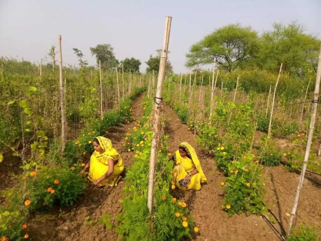Women of this district are becoming self reliant by farming vegetables and flowers