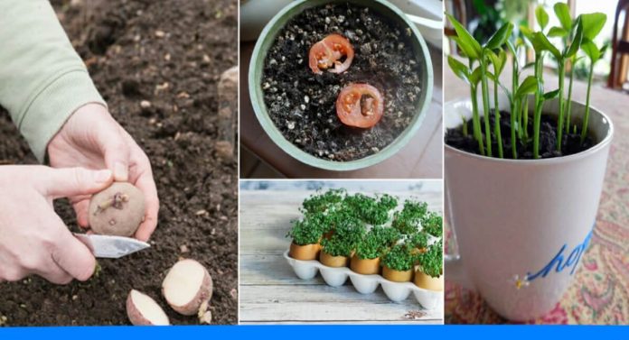 Grow vegetables by these clever tricks