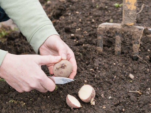 Grow vegetables by these clever tricks