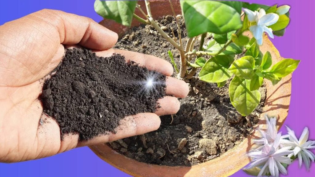Grow Mogra plant at home
